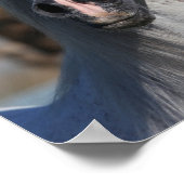 Bob Langrish | Grey Arab Stallion Headshot ポスター (角)