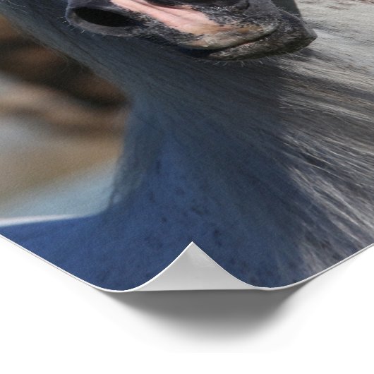 Bob Langrish | Grey Arab Stallion Headshot ポスター (角)