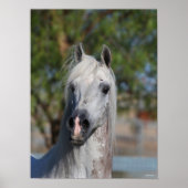Bob Langrish | Grey Arab Stallion Headshot ポスター (正面)
