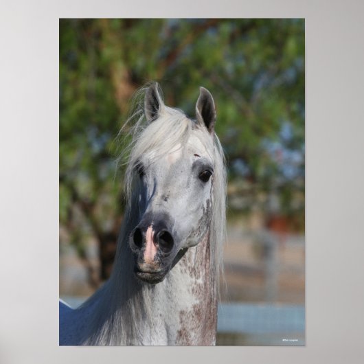 Bob Langrish | Grey Arab Stallion Headshot ポスター (正面)