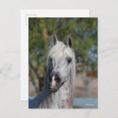 Bob Langrish | Grey Arab Stallion Headshot ポストカード (正面/裏面)
