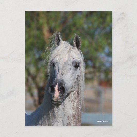 Bob Langrish | Grey Arab Stallion Headshot ポストカード (正面)