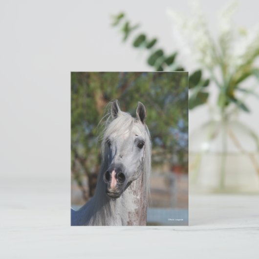 Bob Langrish | Grey Arab Stallion Headshot ポストカード (スタンド正面)