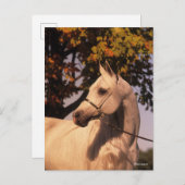 Bob Langrish | Grey Arab Stallion Headshot 4 ポストカード (正面/裏面)