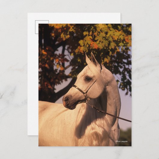 Bob Langrish | Grey Arab Stallion Headshot 4 ポストカード (正面/裏面)