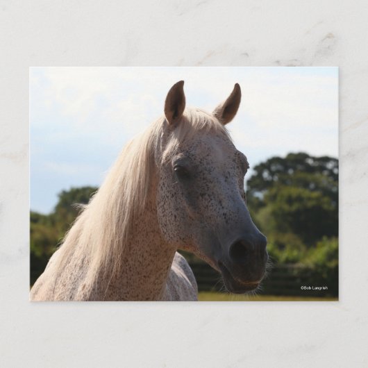 Bob Langrish | Grey Arab Stallion Headshot Backlit ポストカード (正面)