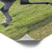 Bob Langrish | Grey Arab Stallion Running Backlit ポスター (角)