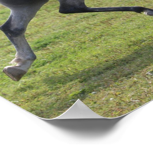 Bob Langrish | Grey Arab Stallion Running Backlit ポスター (角)