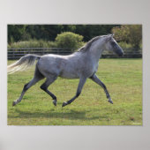 Bob Langrish | Grey Arab Stallion Running Backlit ポスター (正面)