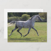 Bob Langrish | Grey Arab Stallion Running Backlit ポストカード (正面/裏面)