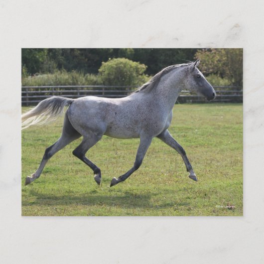 Bob Langrish | Grey Arab Stallion Running Backlit ポストカード (正面)