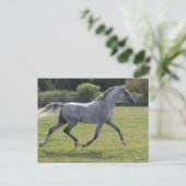 Bob Langrish | Grey Arab Stallion Running Backlit ポストカード (スタンド正面)