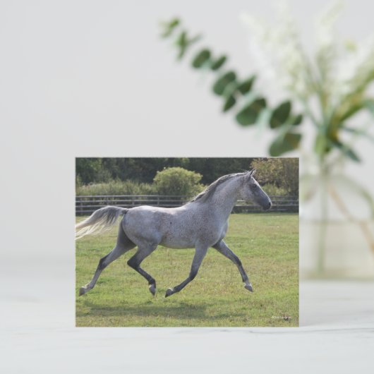 Bob Langrish | Grey Arab Stallion Running Backlit ポストカード (スタンド正面)