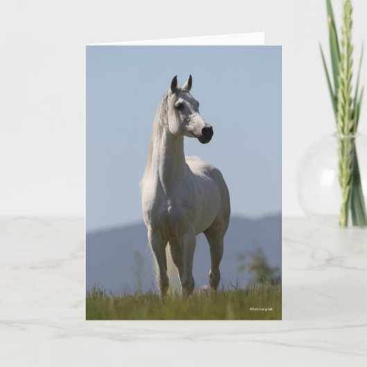 Bob Langrish | Grey Arab Stallion Standing カード (正面)