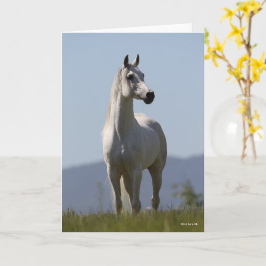 Bob Langrish | Grey Arab Stallion Standing カード (黄色い花)