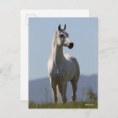 Bob Langrish | Grey Arab Stallion Standing ポストカード (正面/裏面)