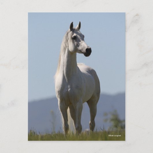 Bob Langrish | Grey Arab Stallion Standing ポストカード (正面)