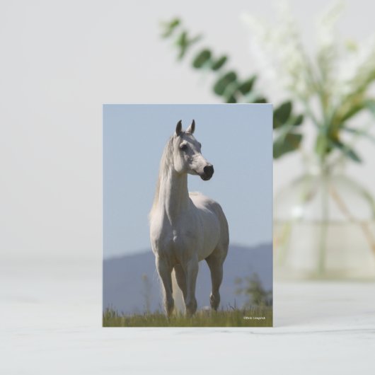 Bob Langrish | Grey Arab Stallion Standing ポストカード (スタンド正面)