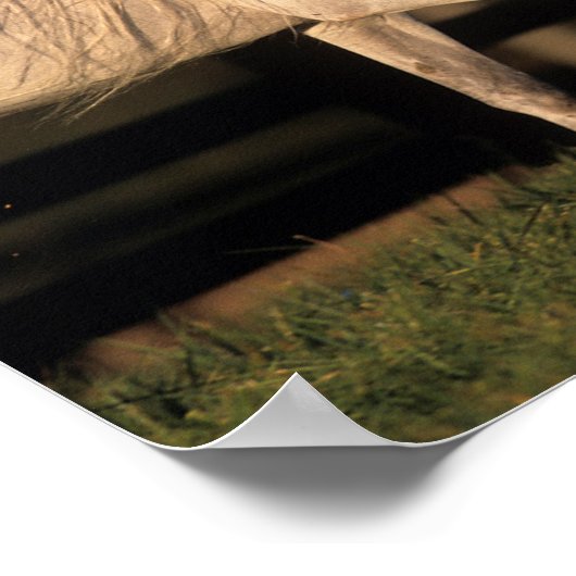 Bob Langrish | Grey Arab Stallion Walking Autumn ポスター (角)