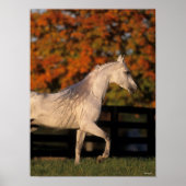 Bob Langrish | Grey Arab Stallion Walking Autumn ポスター (正面)