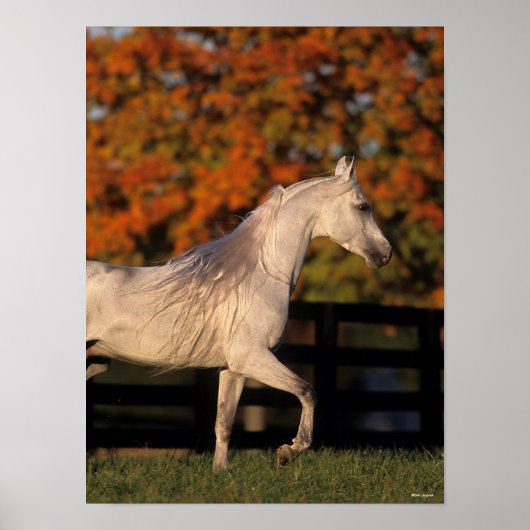Bob Langrish | Grey Arab Stallion Walking Autumn ポスター (正面)