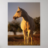 Bob Langrish | Grey Arab Standing ポスター (正面)