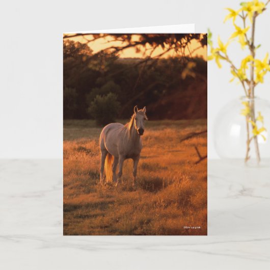 Bob Langrish | Grey Arab Standing at Sunset カード (黄色い花)