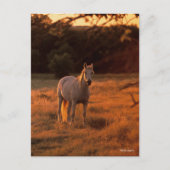 Bob Langrish | Grey Arab Standing at Sunset ポストカード (正面)