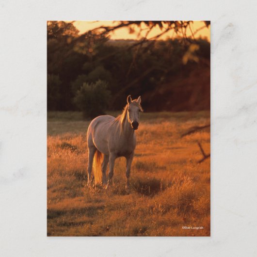 Bob Langrish | Grey Arab Standing at Sunset ポストカード (正面)