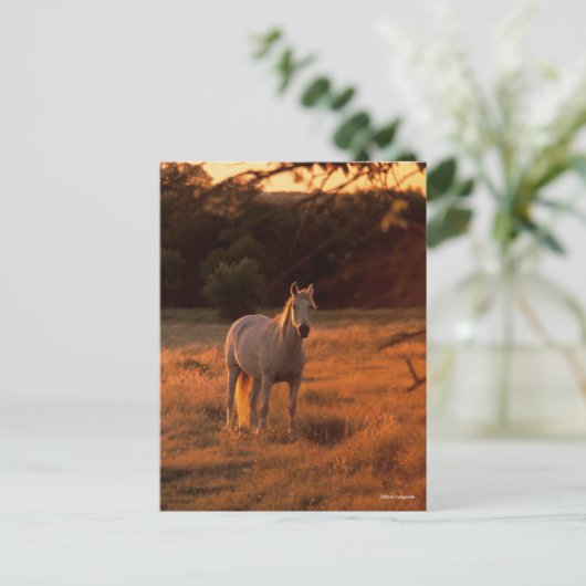 Bob Langrish | Grey Arab Standing at Sunset ポストカード (スタンド正面)