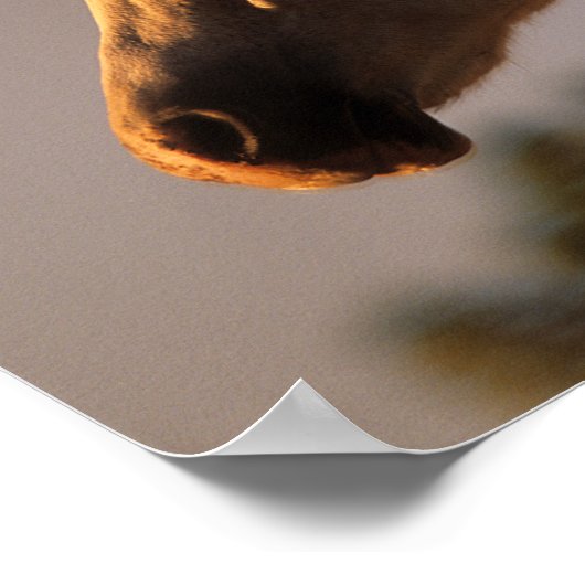 Bob Langrish | Grey Arab Standing Backlit Headshot ポスター (角)