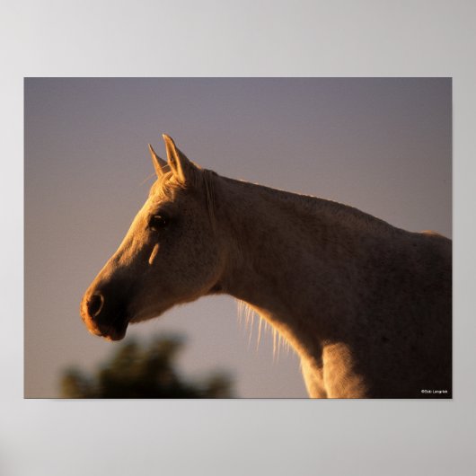 Bob Langrish | Grey Arab Standing Backlit Headshot ポスター (正面)