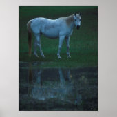 Bob Langrish Grey Arab Standing By Pond Reflection ポスター (正面)
