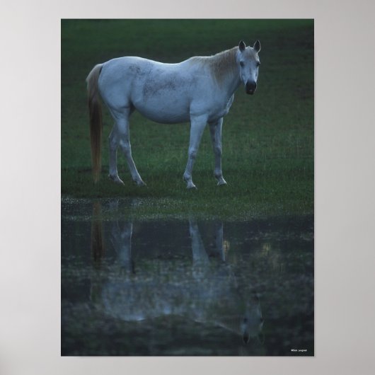 Bob Langrish Grey Arab Standing By Pond Reflection ポスター (正面)