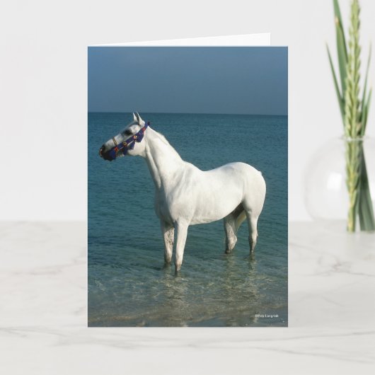 Bob Langrish | Grey Arab Standing In The Sea カード (正面)