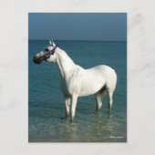 Bob Langrish | Grey Arab Standing In The Sea ポストカード (正面)