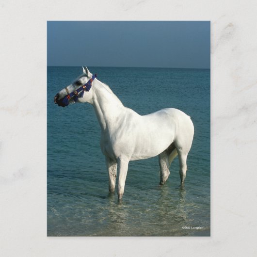 Bob Langrish | Grey Arab Standing In The Sea ポストカード (正面)