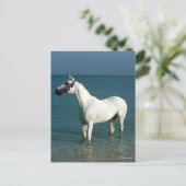 Bob Langrish | Grey Arab Standing In The Sea ポストカード (スタンド正面)