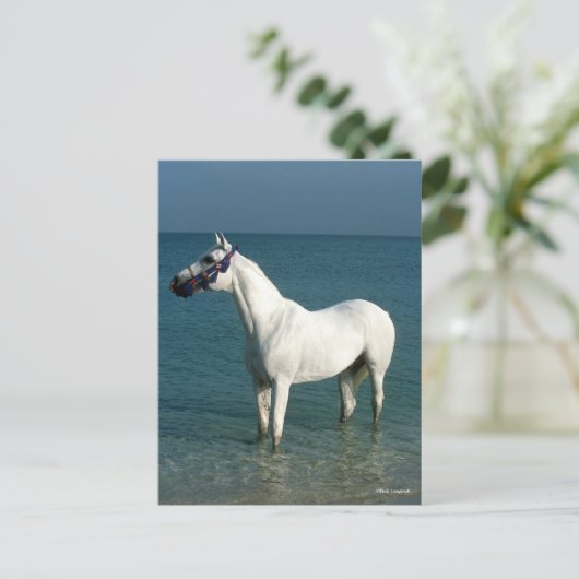 Bob Langrish | Grey Arab Standing In The Sea ポストカード (スタンド正面)
