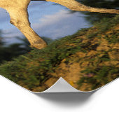 Bob Langrish | Grey Arab Walking ポスター (角)