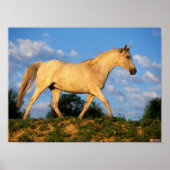 Bob Langrish | Grey Arab Walking ポスター (正面)