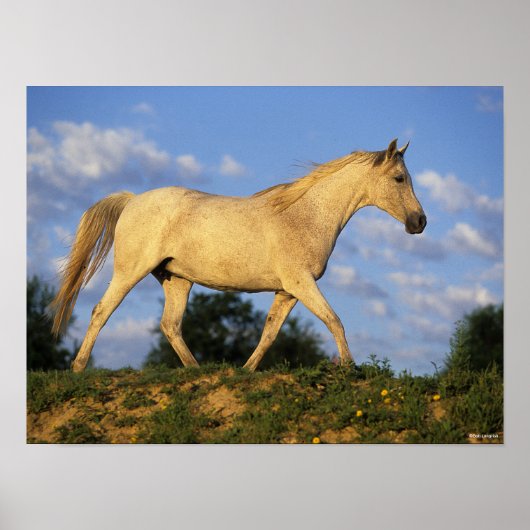 Bob Langrish | Grey Arab Walking ポスター (正面)