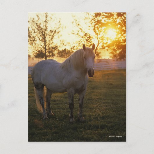 Bob Langrish | Grey Percheron Standing In Sunset ポストカード (正面)
