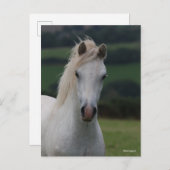 Bob Langrish | Grey Welsh Pony Headshot ポストカード (正面/裏面)