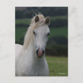 Bob Langrish | Grey Welsh Pony Headshot ポストカード (正面)