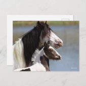Bob Langrish | Gypsy Vanner Mare and Foal Headshot ポストカード (正面/裏面)