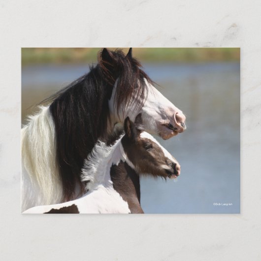 Bob Langrish | Gypsy Vanner Mare and Foal Headshot ポストカード (正面)