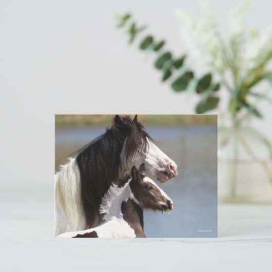 Bob Langrish | Gypsy Vanner Mare and Foal Headshot ポストカード (スタンド正面)