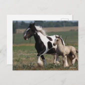 Bob Langrish | Gypsy Vanner Mare and Foal Running ポストカード (正面/裏面)