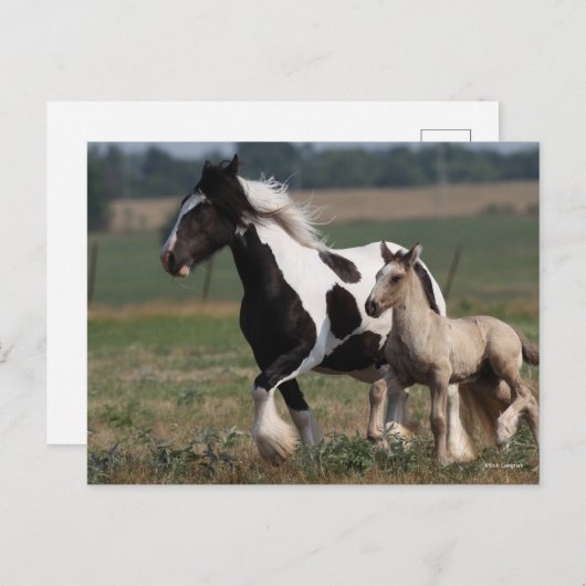 Bob Langrish | Gypsy Vanner Mare and Foal Running ポストカード (正面/裏面)